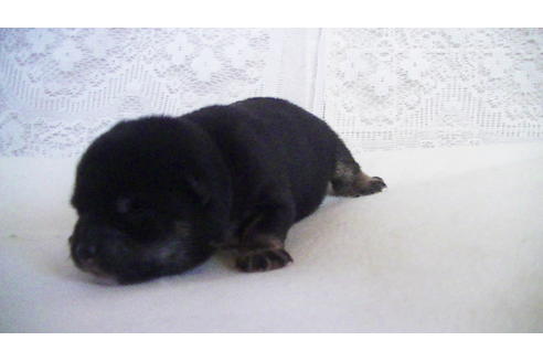 成約済の福岡県の豆柴-104687の1枚目