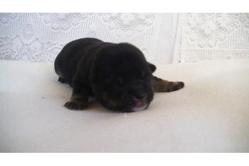 成約済の福岡県の豆柴-104687の2枚目