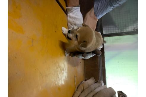 成約済の広島県の柴犬-104691の1枚目