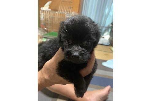 成約済の福岡県のミックス犬-104108の1枚目