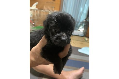 成約済の福岡県のミックス犬-104108の2枚目