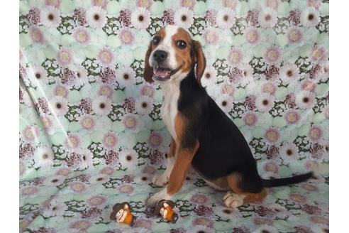 成約済の鹿児島県のミックス犬-104715の1枚目
