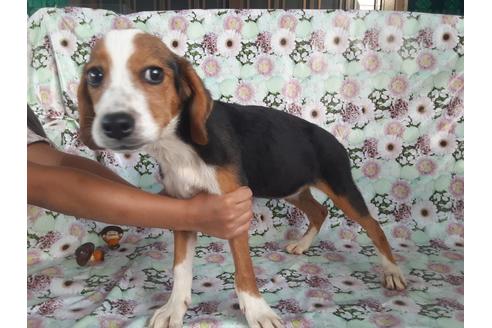 成約済の鹿児島県のミックス犬-104715の5枚目