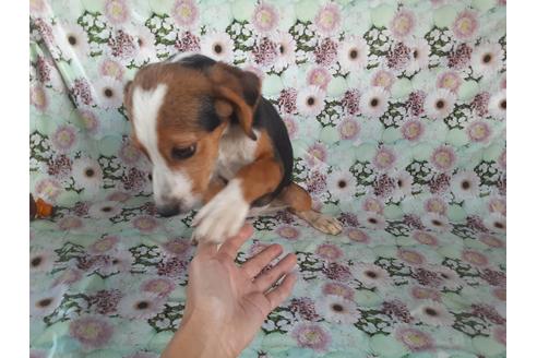 成約済の鹿児島県のミックス犬-104715の4枚目