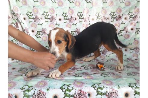 成約済の鹿児島県のミックス犬-104715の3枚目