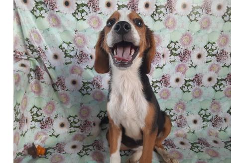 成約済の鹿児島県のミックス犬-104715の2枚目