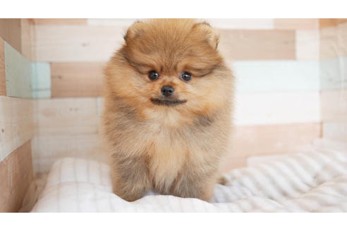 成約済の福岡県のポメラニアン-104730の1枚目