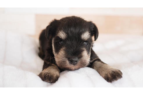 成約済の福岡県のミニチュアシュナウザー-104732の1枚目