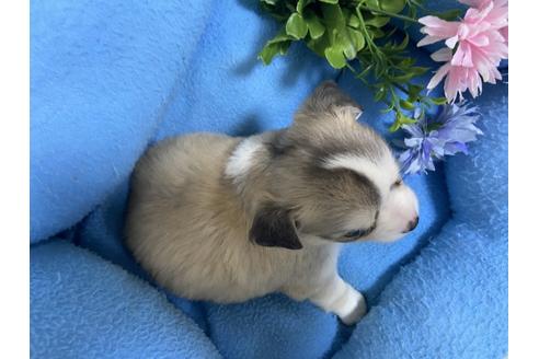 成約済の栃木県のチワワ(ロングコート)-104734の3枚目