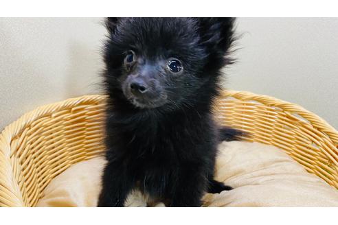 45万円以下のポメラニアンの子犬を探す 2ページ目 ブリーダーナビ