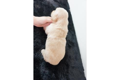成約済の奈良県のゴールデンレトリーバー-104743の2枚目