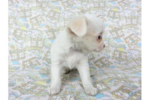 成約済の千葉県のチワワ(ロングコート)-104072の3枚目