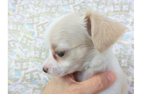 成約済の千葉県のチワワ(ロングコート)-104074の7枚目