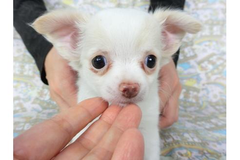 成約済の千葉県のチワワ(ロングコート)-104078の10枚目