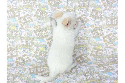 成約済の千葉県のチワワ(ロングコート)-104078の9枚目