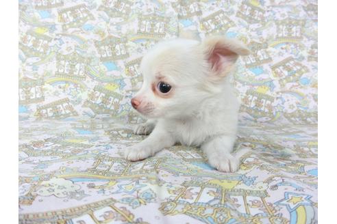 成約済の千葉県のチワワ(ロングコート)-104078の8枚目