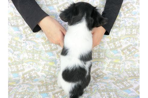 成約済の千葉県のチワワ(ロングコート)-104081の4枚目