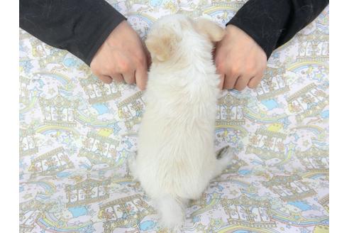 成約済の千葉県のチワワ(ロングコート)-104080の4枚目