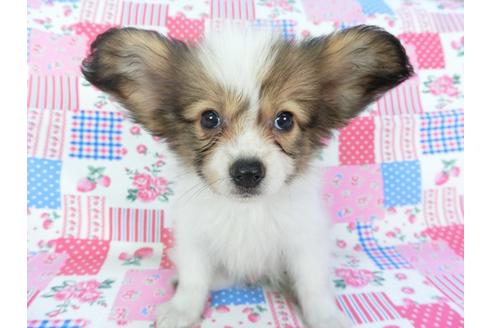 成約済の千葉県のパピヨン-103010の1枚目