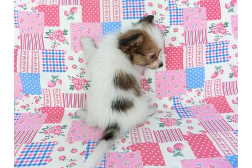 成約済の千葉県のパピヨン-103010の4枚目