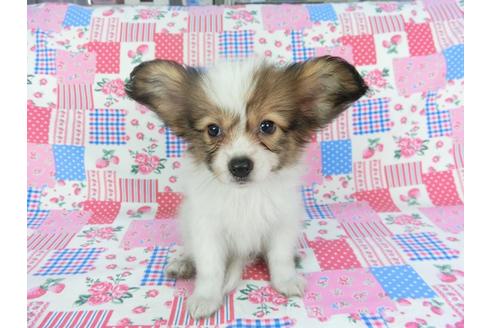 成約済の千葉県のパピヨン-103010の3枚目