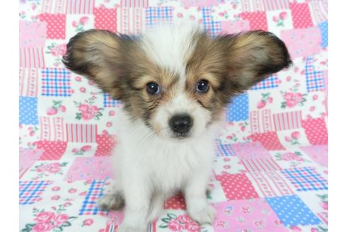 成約済の千葉県のパピヨン-103010の2枚目