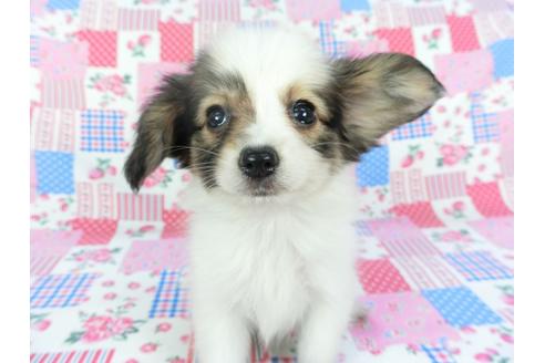 成約済の千葉県のパピヨン-103011の1枚目