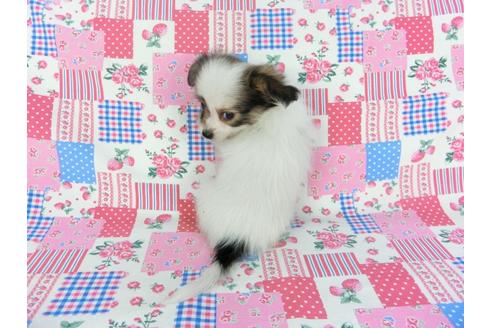 成約済の千葉県のパピヨン-103011の4枚目