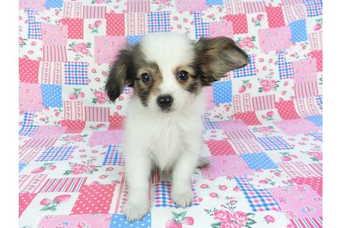 成約済の千葉県のパピヨン-103011の3枚目