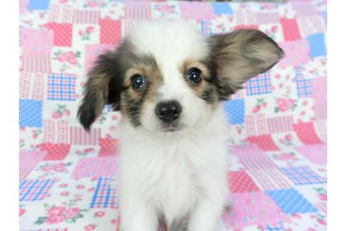 成約済の千葉県のパピヨン-103011の2枚目