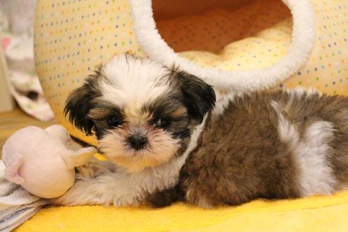 成約済の愛知県のシーズー-100766の2枚目