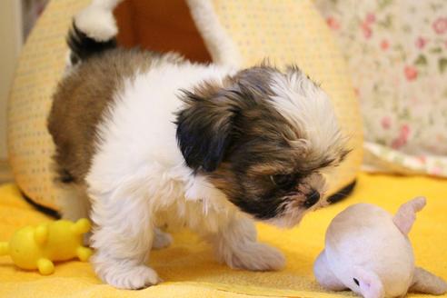 成約済の愛知県のシーズー-100765の1枚目