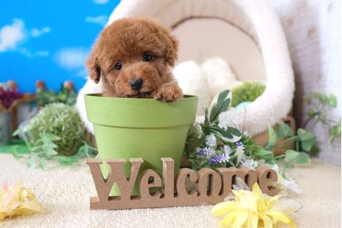 成約済の滋賀県のトイプードル-103614の1枚目