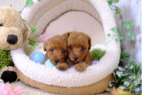 成約済の滋賀県のトイプードル-103614の4枚目