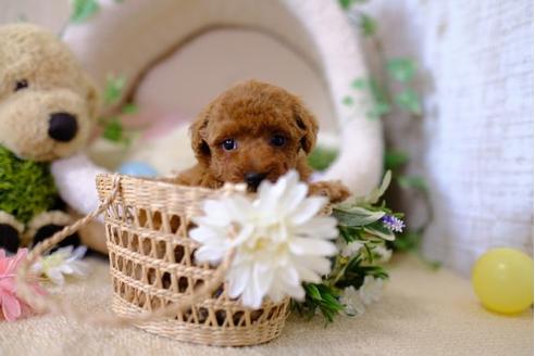 成約済の滋賀県のトイプードル-103614の3枚目