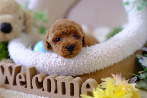 成約済の滋賀県のトイプードル-103614の2枚目