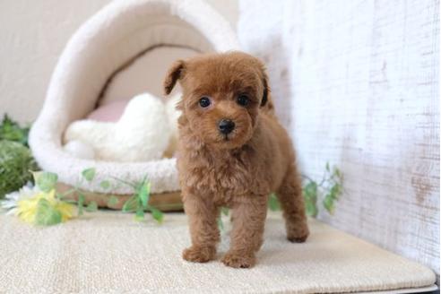 成約済の滋賀県のトイプードル-103615の1枚目