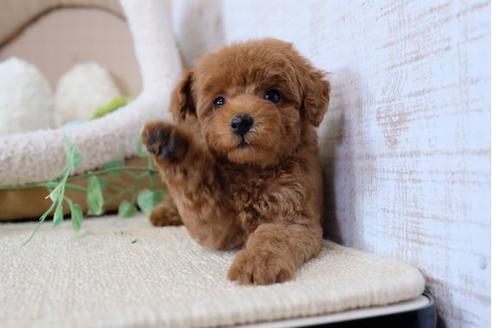 成約済の滋賀県のトイプードル-103615の5枚目