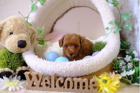 成約済の滋賀県のトイプードル-103615の2枚目