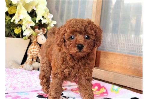 成約済の熊本県のトイプードル-104806の1枚目