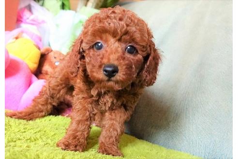 成約済の熊本県のトイプードル-104809の1枚目