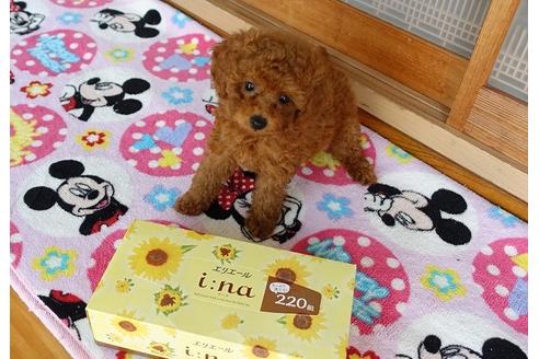 成約済の熊本県のトイプードル-104810の5枚目