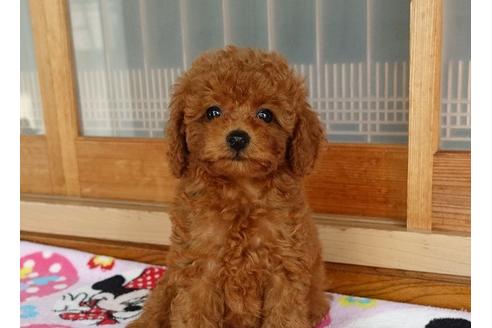 成約済の熊本県のトイプードル-104810の3枚目
