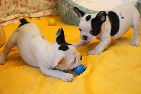 成約済の愛知県のフレンチブルドッグ-100899の2枚目