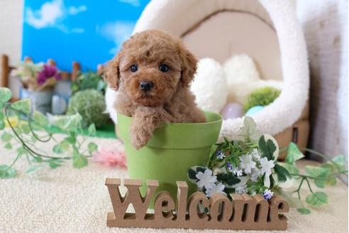 成約済の滋賀県のトイプードル-103622の1枚目