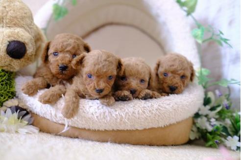 成約済の滋賀県のトイプードル-103622の4枚目