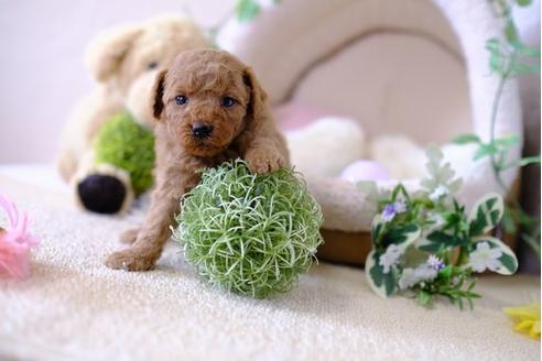 成約済の滋賀県のトイプードル-103622の2枚目