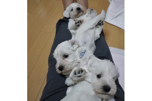 成約済の北海道のミニチュアシュナウザー-103262の2枚目