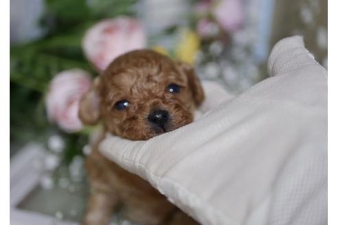 成約済の香川県のトイプードル-104128の2枚目