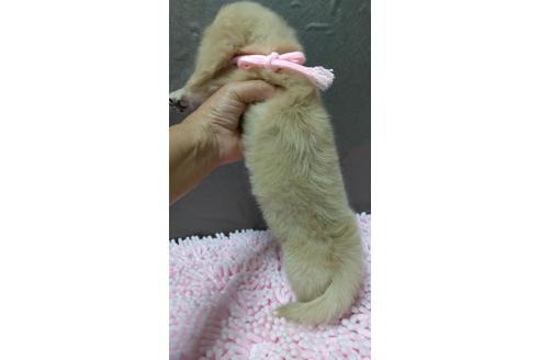 成約済の広島県のミニチュアダックスフンド(ロングヘアード)-103289の2枚目